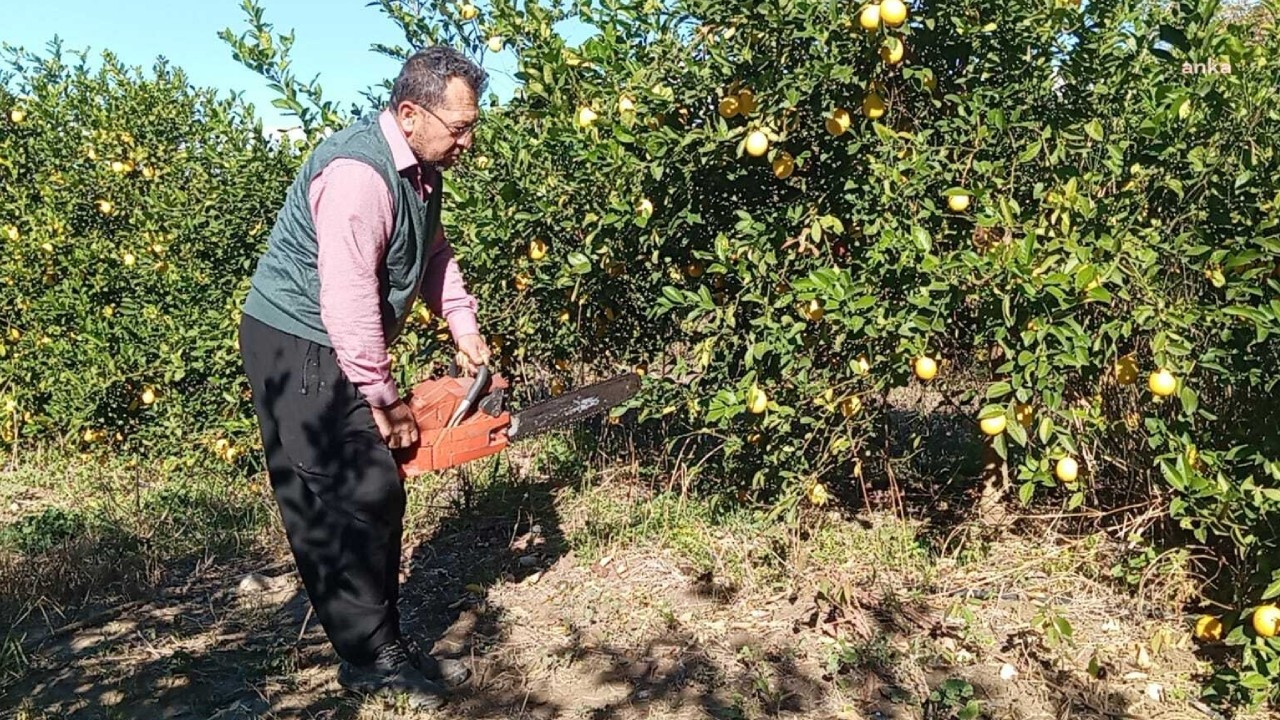 Adana hasadı başladı, limon dalında kaldı: Ağaçlar tek tek sökülüyor